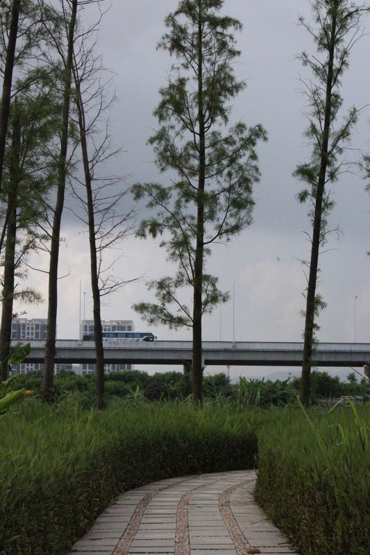 水杉与车流