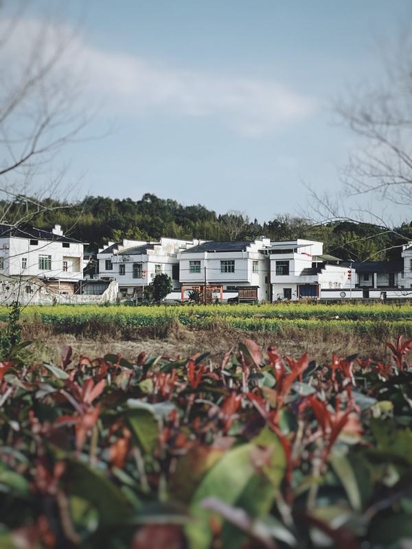 白墙苗圃