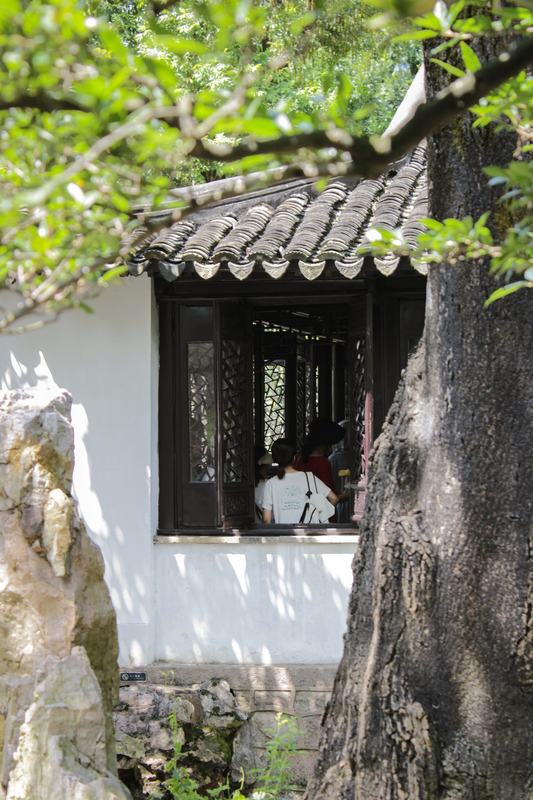 花窗与树