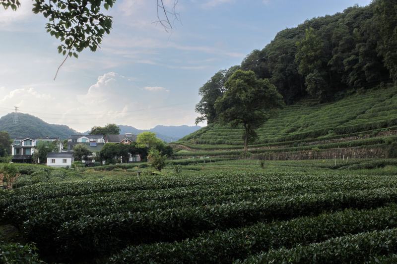 茶园