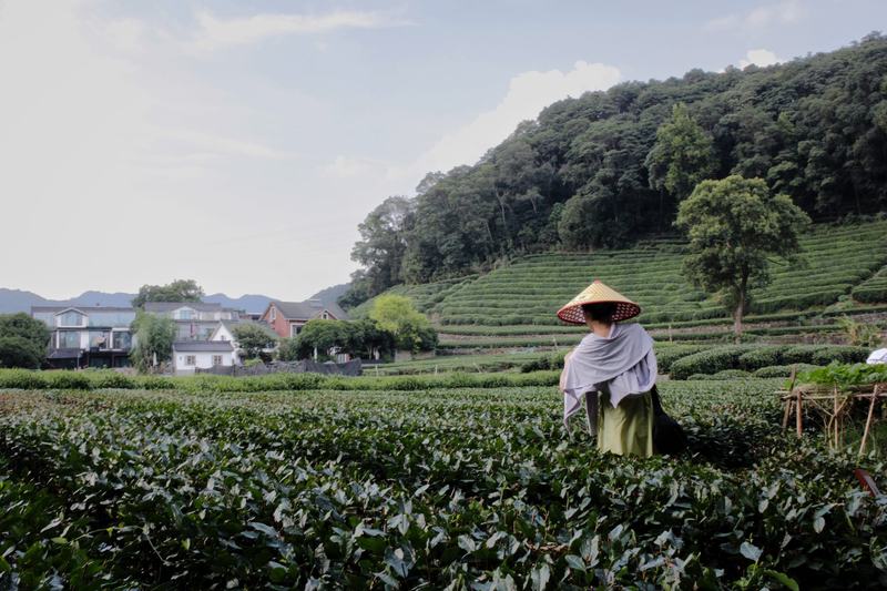 采茶人