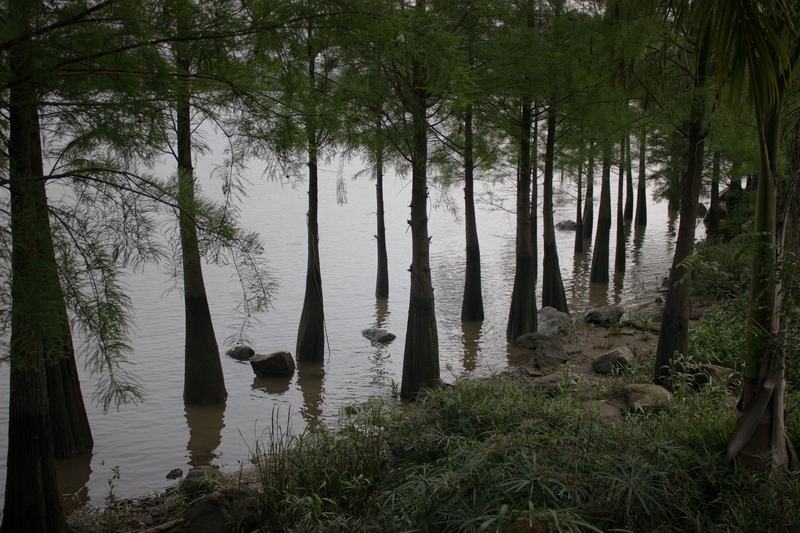 水杉与湿地