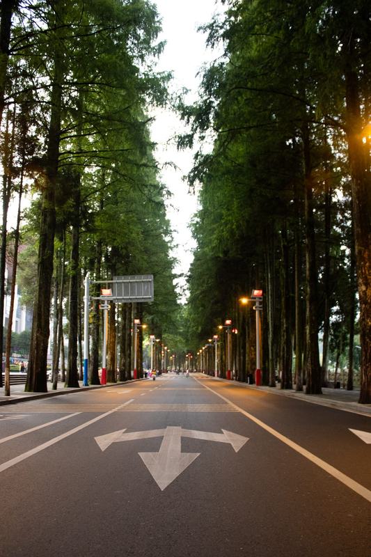 林荫夜路