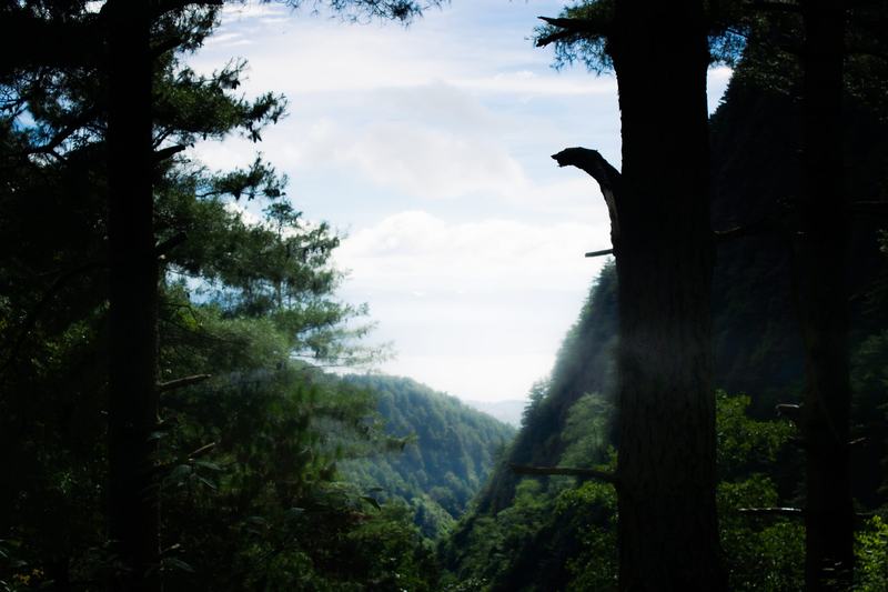 树影后的山