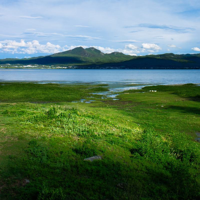 湿地草原