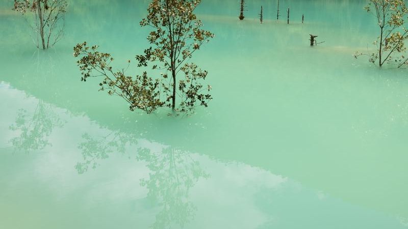 碧水与藻